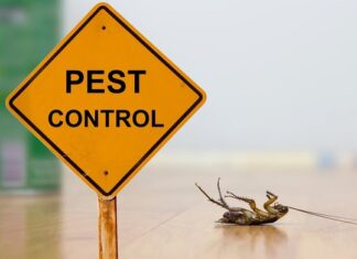 How to Prevent Pests in Storage Units Pests in Storage Units