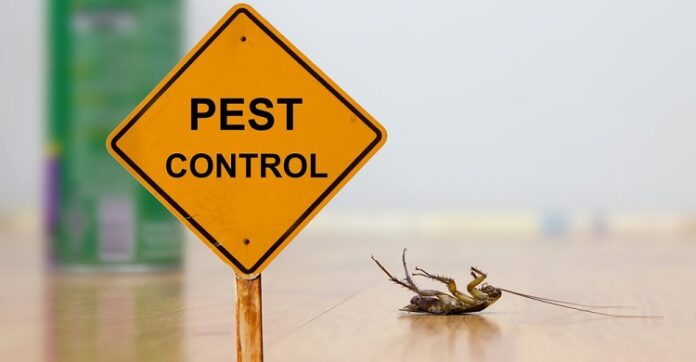 Pests in Storage Units Pests in Storage Units